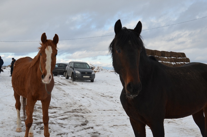 НЕ РАДИ ПРИБЫЛИ, А ДЛЯ ДУШИ