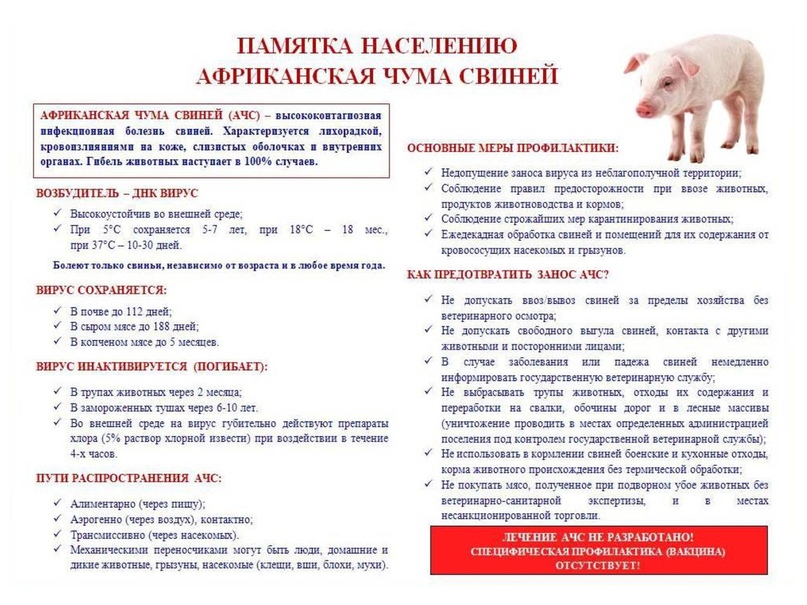 АФРИКАНСКАЯ ЧУМА СВИНЕЙ