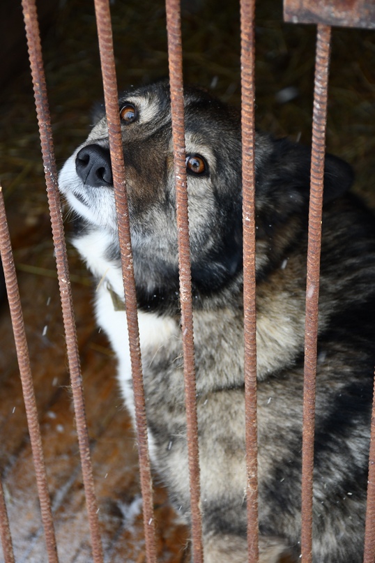 Глава района побывал сегодня в приюте для бездомных собак