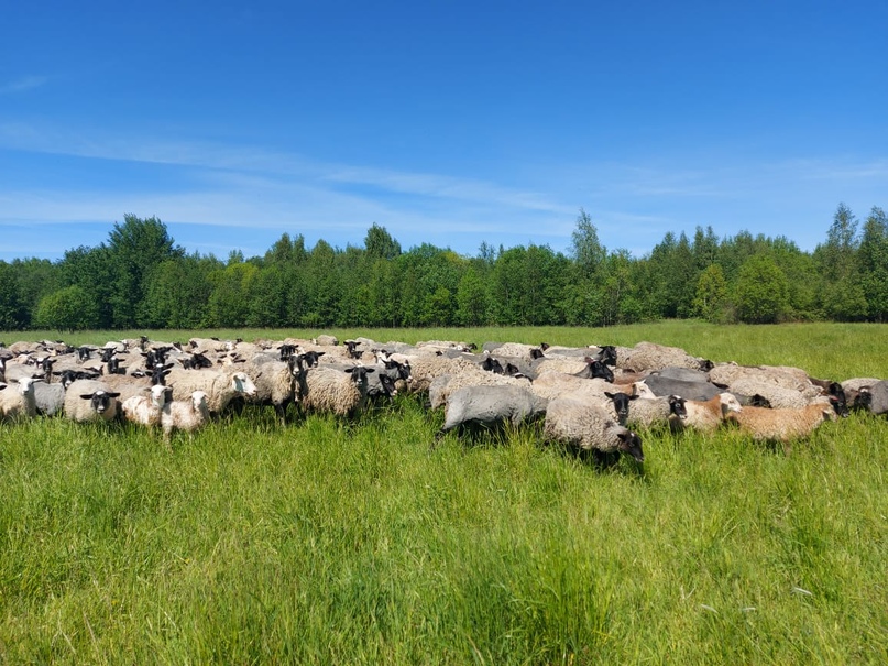 СЕЛЬСКОЕ ХОЗЯЙСТВО В ПРИОРИТЕТЕ