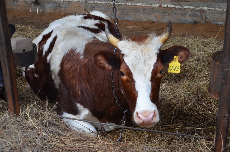 НЕ РАДИ ПРИБЫЛИ, А ДЛЯ ДУШИ