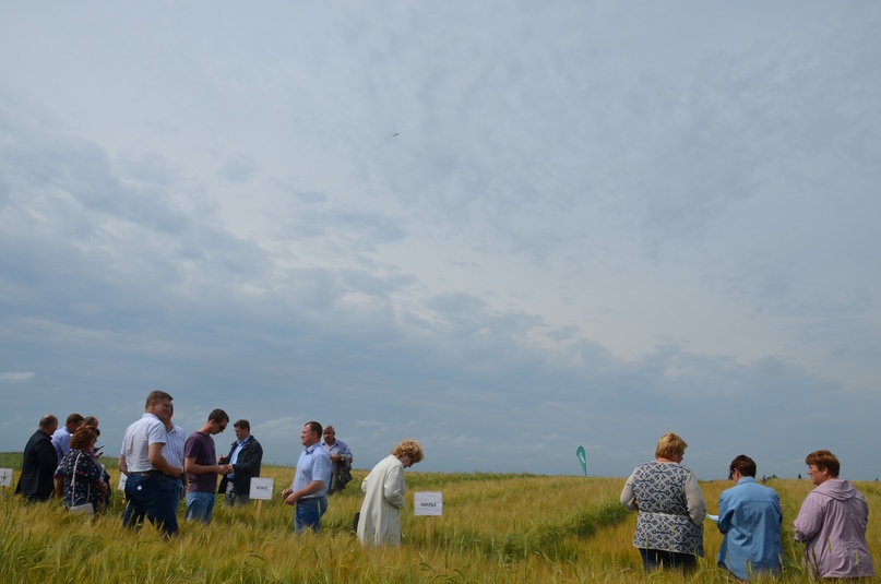 Ярославская область, как оказалось, практически идеально подходит для выращивания ячменя, из которого производят солодовые напитки