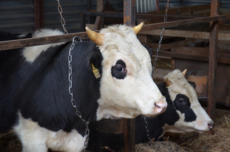 НЕ РАДИ ПРИБЫЛИ, А ДЛЯ ДУШИ