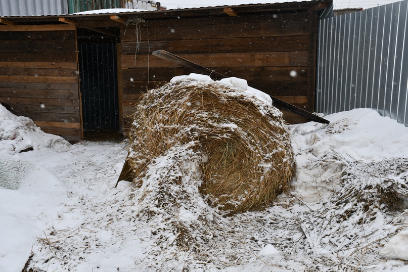 Глава района побывал сегодня в приюте для бездомных собак