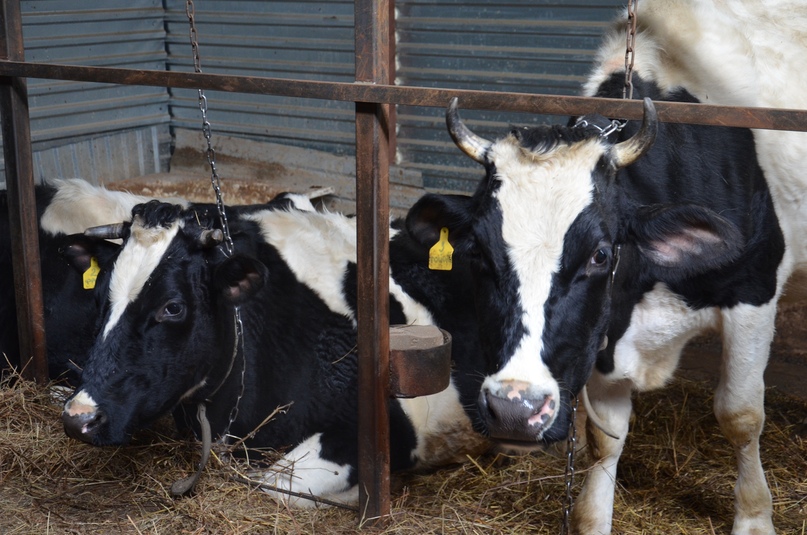 НЕ РАДИ ПРИБЫЛИ, А ДЛЯ ДУШИ