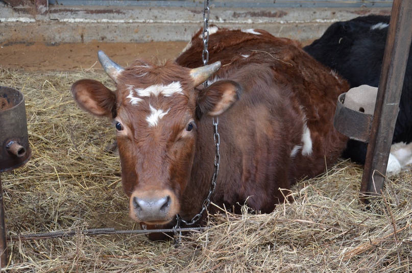 НЕ РАДИ ПРИБЫЛИ, А ДЛЯ ДУШИ