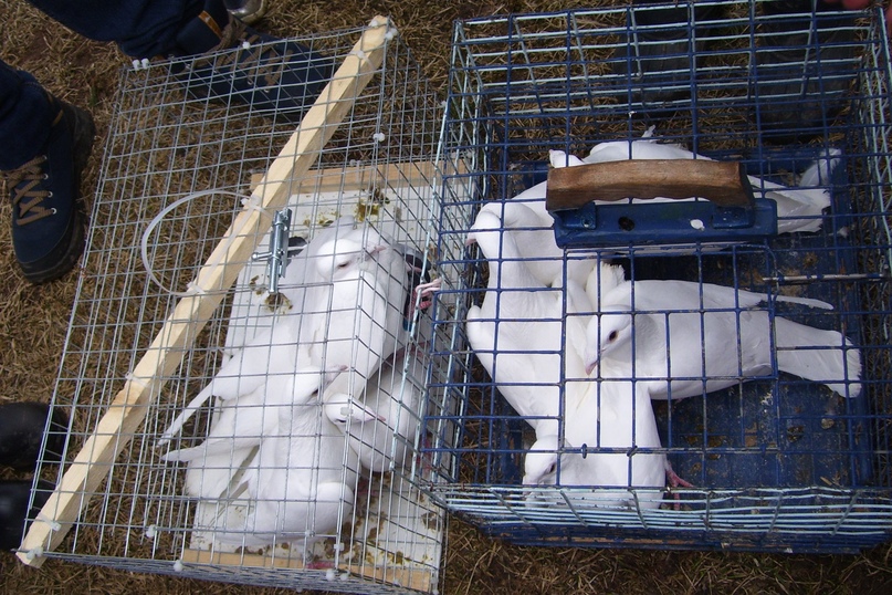 В минувшее воскресенье, 7 апреля, православный мир отметил праздник Благовещения, в Тутаеве в храмах прошли торжественные богослужения