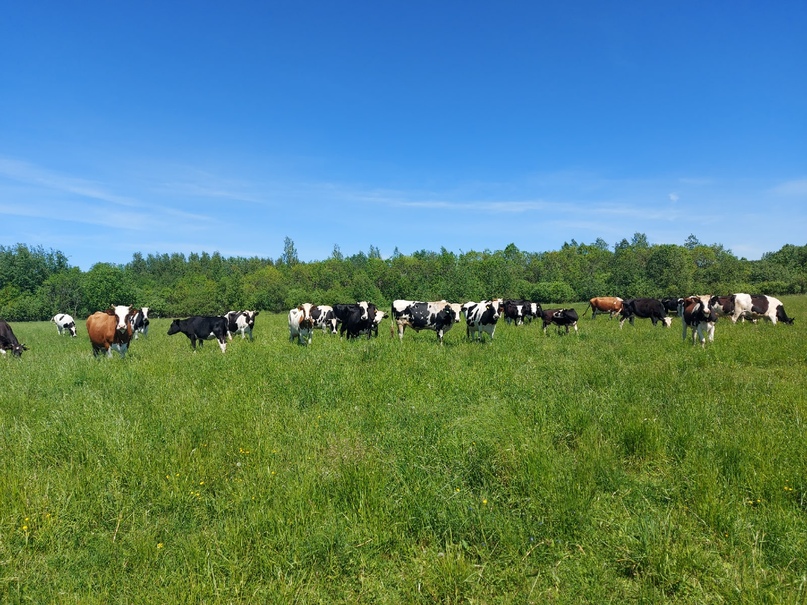 СЕЛЬСКОЕ ХОЗЯЙСТВО В ПРИОРИТЕТЕ