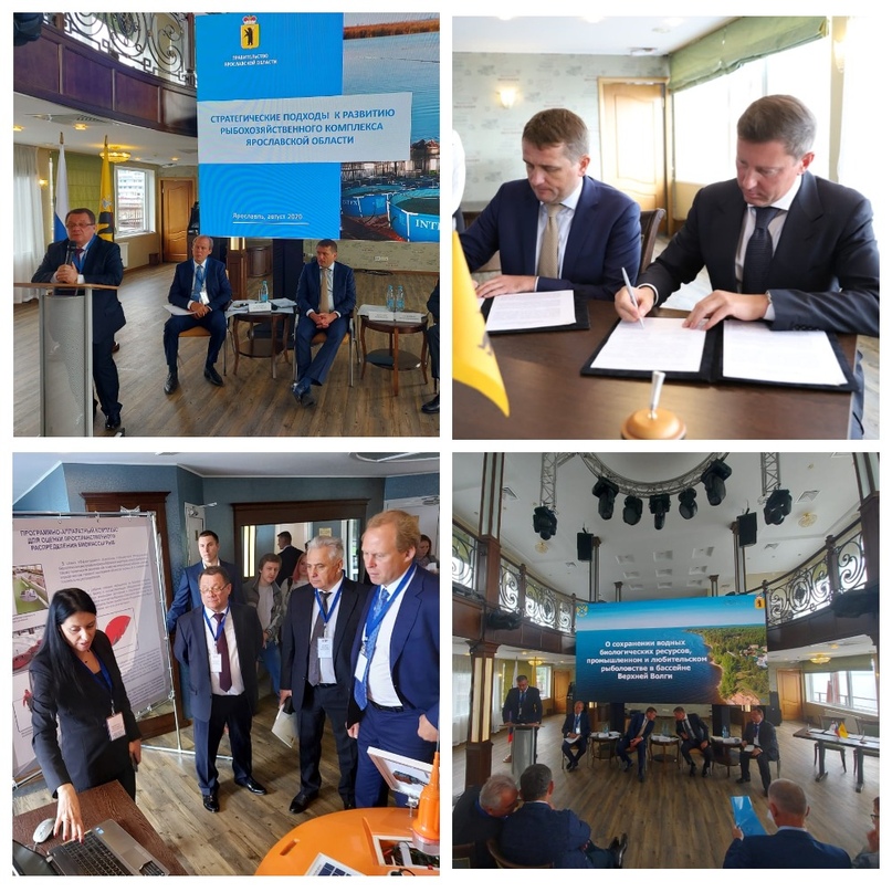 В Волгу выпущены 3,5 миллиона мальков щуки