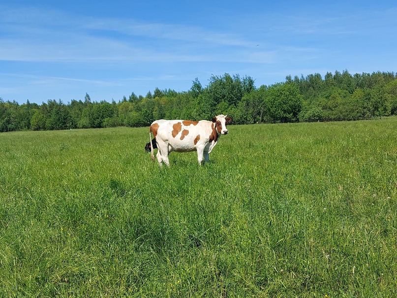 СЕЛЬСКОЕ ХОЗЯЙСТВО В ПРИОРИТЕТЕ