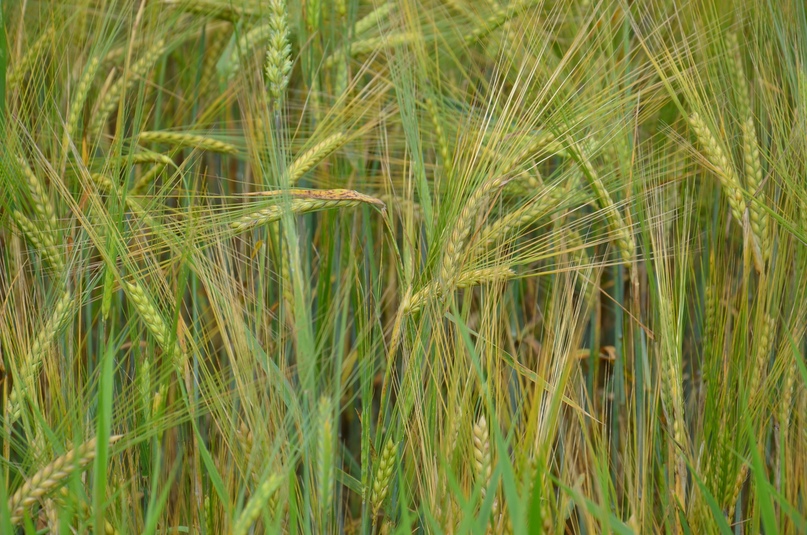 Ярославская область, как оказалось, практически идеально подходит для выращивания ячменя, из которого производят солодовые напитки