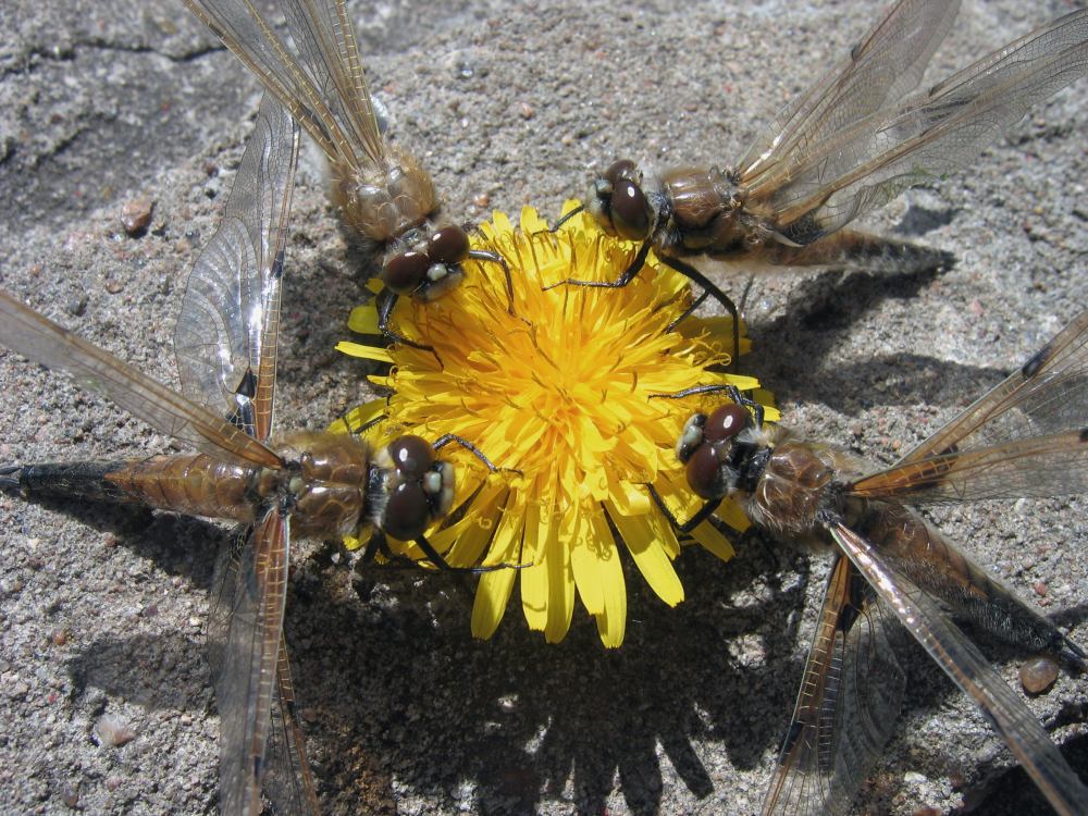 Мир моды и изящества обитателей водоемов Тутаевского района