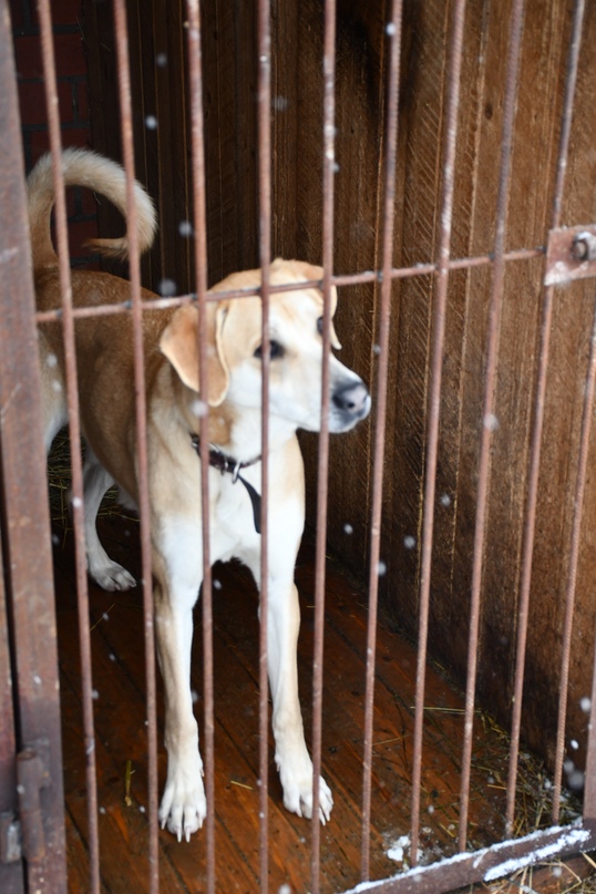 Глава района побывал сегодня в приюте для бездомных собак
