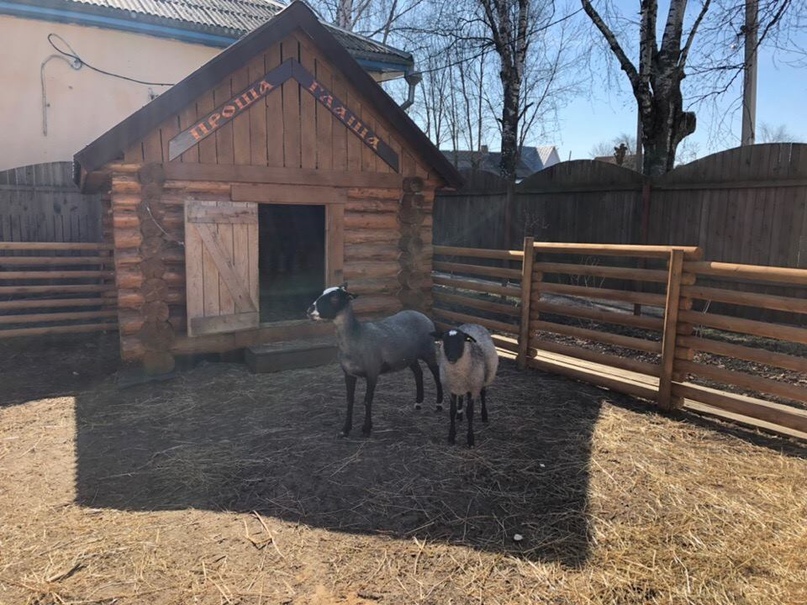 Дворик близ музейно-выставочного комплекса «Дом купца Вагина» ожил - здесь вновь поселились романовские овечки