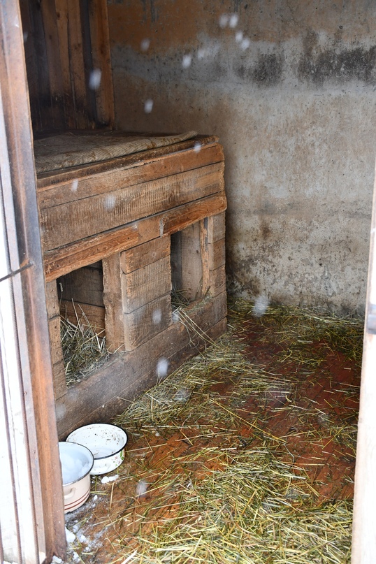 Глава района побывал сегодня в приюте для бездомных собак