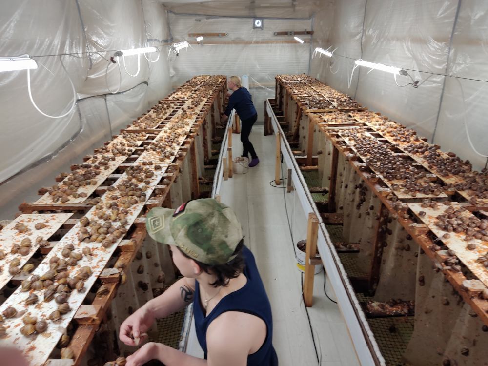 В Тутаевском районе заработала улиточная ферма