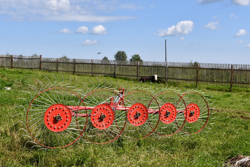 Молодежь сегодня все чаще обращает внимание в сторону села