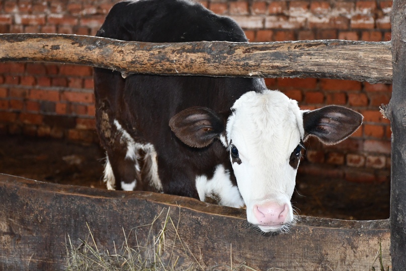 Молодежь сегодня все чаще обращает внимание в сторону села