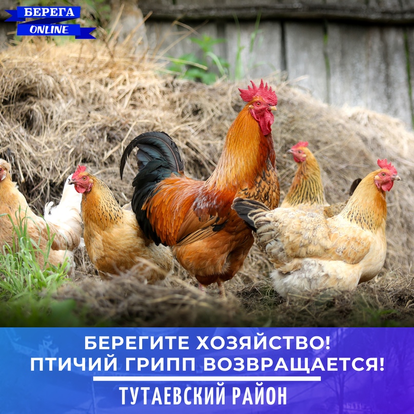 Резко ухудшилась эпизоотическая ситуация по птичьему гриппу типа «А»