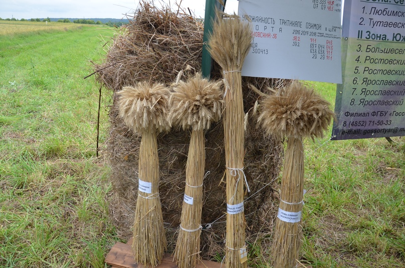 Ярославская область, как оказалось, практически идеально подходит для выращивания ячменя, из которого производят солодовые напитки