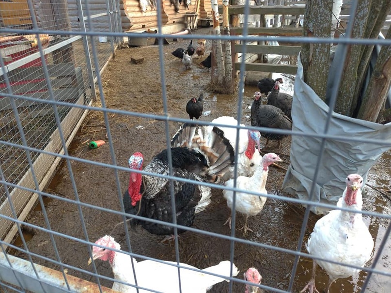 В Тутаевском районе будут развивать сельский туризм, весьма популярный сегодня среди жителей крупных городов и мегаполисов