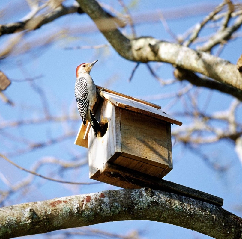 Тутаев активно включился в общероссийскую экологическую акцию "Подарим дом птицам вместе" и провел уже один тематический субботник «Экотропа»