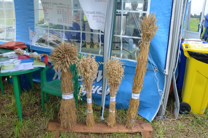 Ярославская область, как оказалось, практически идеально подходит для выращивания ячменя, из которого производят солодовые напитки