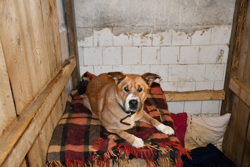 Глава района побывал сегодня в приюте для бездомных собак