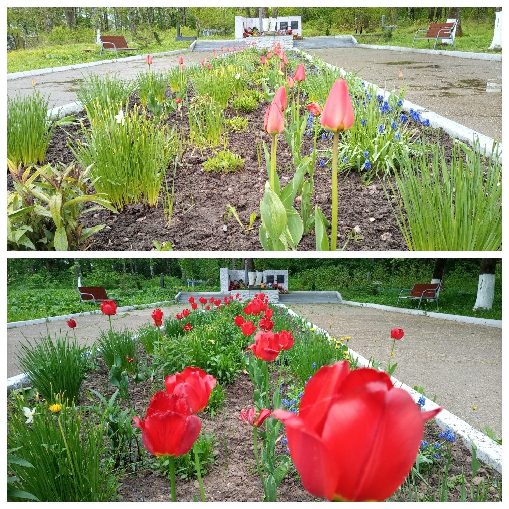 Тюльпаны в дар любимому городу
