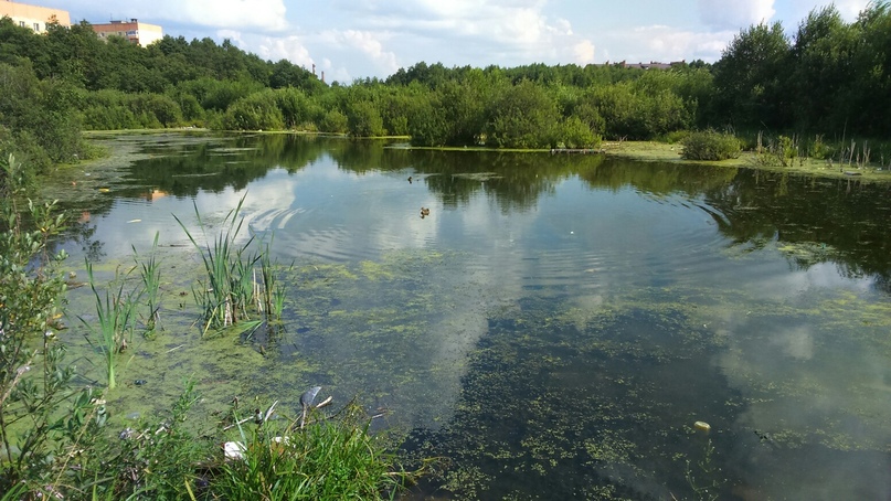 Уважаемые тутаевцы!  По инициативе жителей города Администрация Тутаевского муниципального района организует субботник по уборке территории пруда на улице Комсомольской у дома № 125