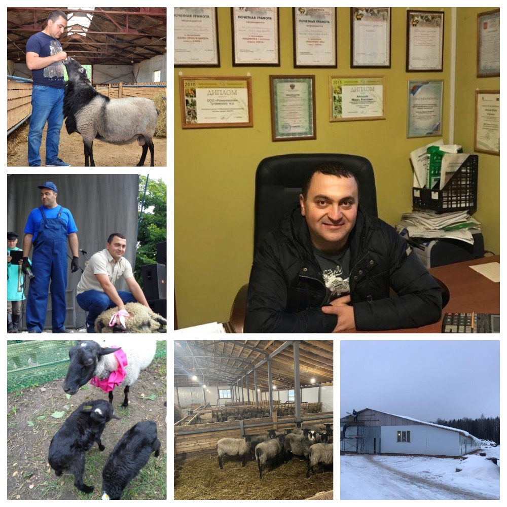 Романовская овца - гордость Тутаевского района