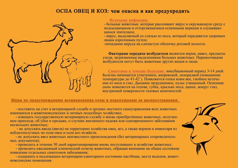 КАК ИЗБЕЖАТЬ ОСПЫ ОВЕЦ И КОЗ