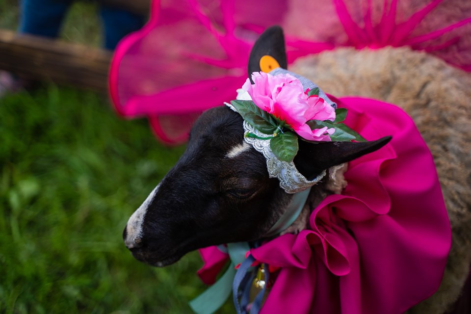 Романовская Овечка победила в номинации "Образ" конкурса "Топ-1000 культурных туристических брендов России". Идет Народное голосование за приз зрительских симпатий.