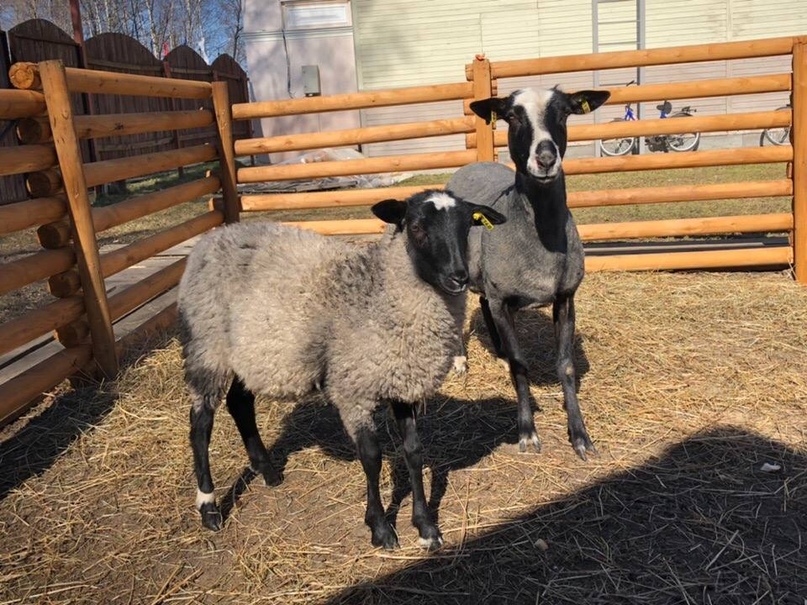 Дворик близ музейно-выставочного комплекса «Дом купца Вагина» ожил - здесь вновь поселились романовские овечки