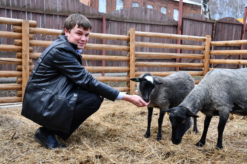 Задний двор музейно-выставочного комплекса «Дом купца Вагина» вновь ожил, здесь поселились две романовские овечки - как живое воплощение главного бренда нашего города