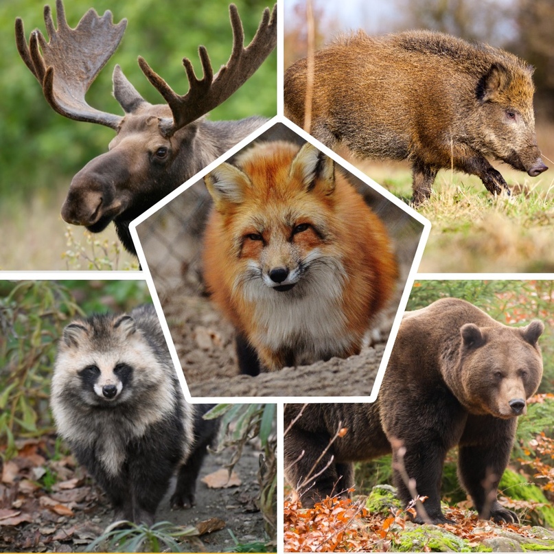 Тутаевское охотхозяйство: есть кабаны, лоси, медведи, пушные звери и дичь