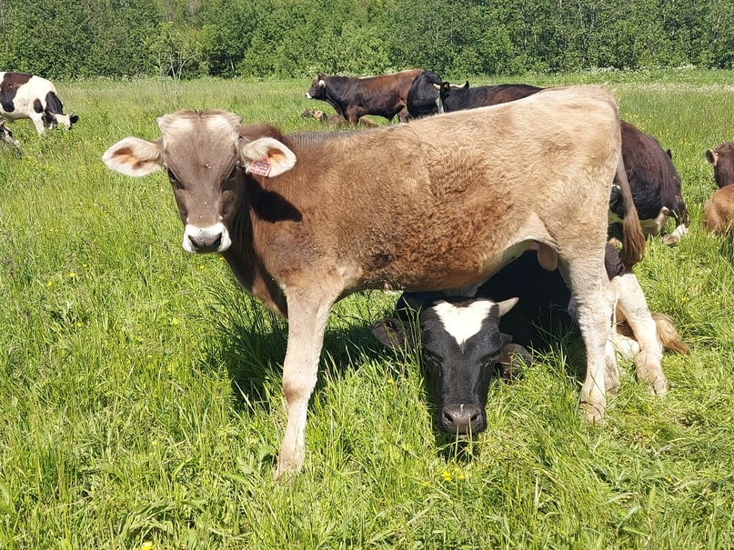 СЕЛЬСКОЕ ХОЗЯЙСТВО В ПРИОРИТЕТЕ