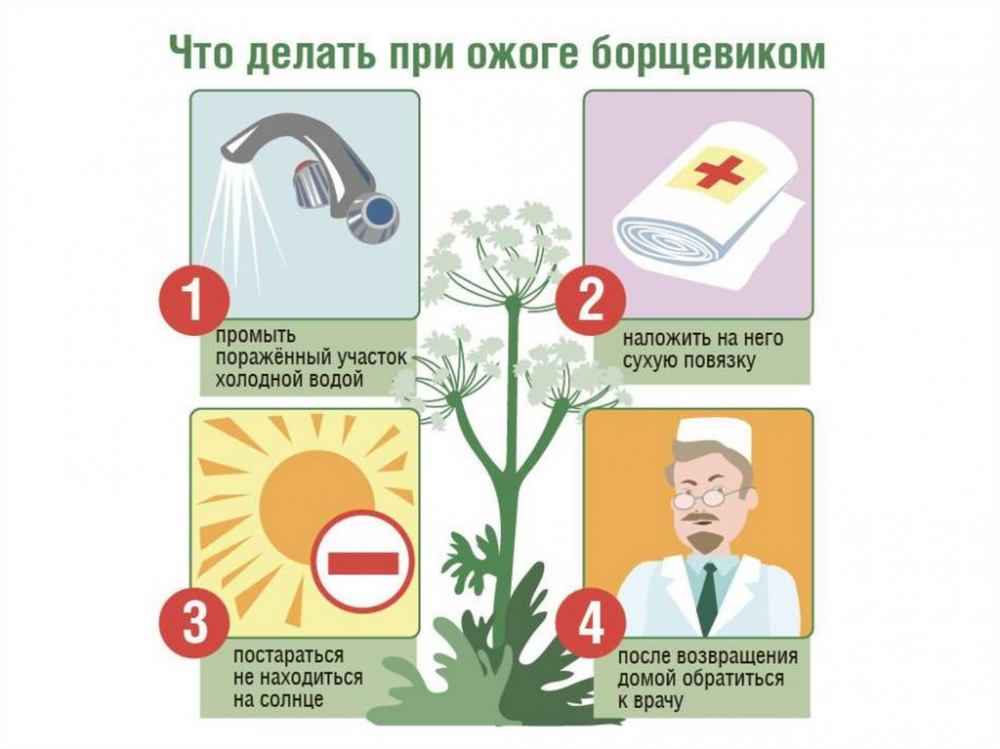 «Борщевик»