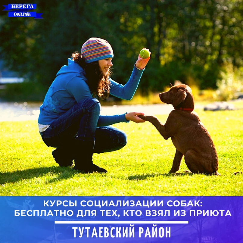 Кто взял собаку из приюта, может пройти обучающие курсы бесплатно