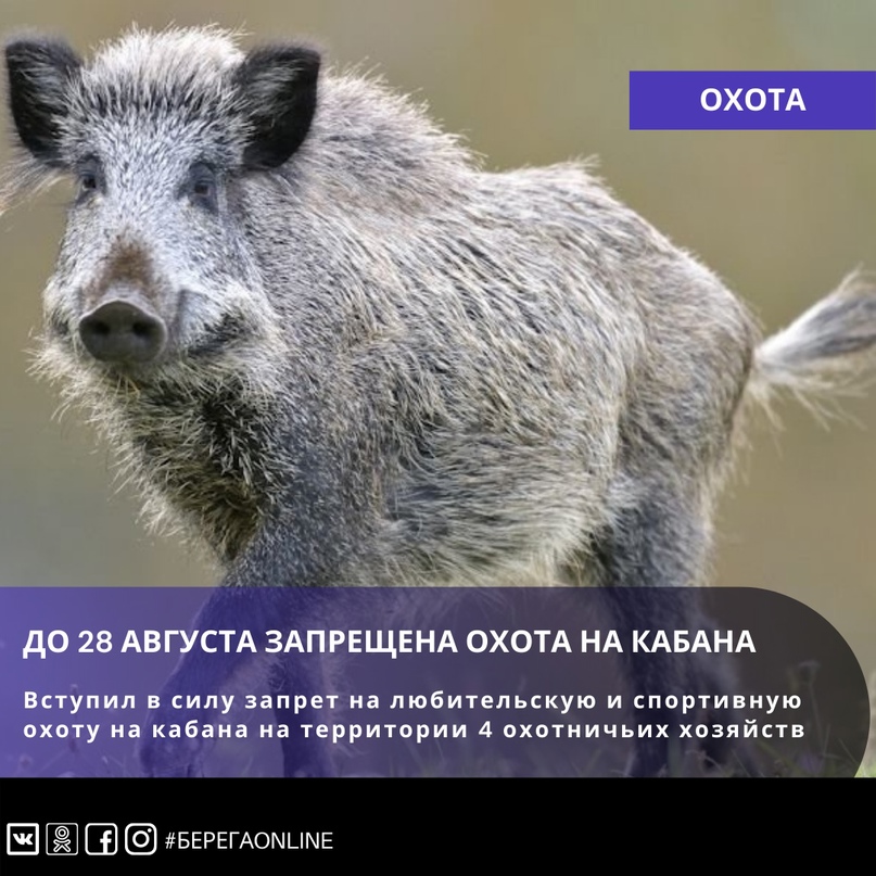 Вступил в силу запрет на осуществление любительской и спортивной охоты на кабана на территории 4 охотничьих хозяйств до 28 августа