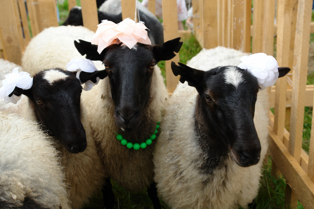 Рмановские овцы.JPG